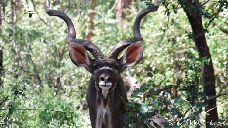 SANGO Wildlife Lodge - Zimbabwe