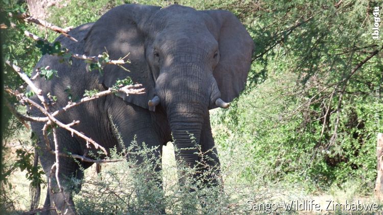 SANGO Wildlife Lodge - Zimbabwe