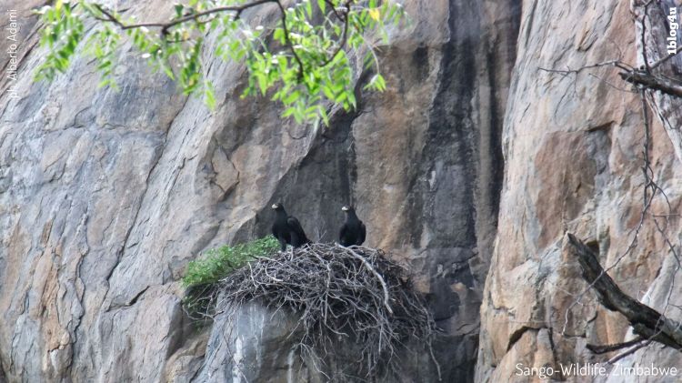 SANGO Wildlife Lodge - Zimbabwe